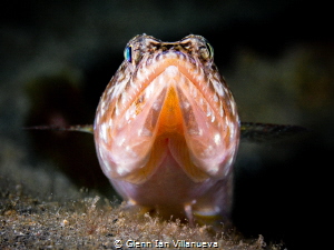 This is a photo of a lizardfish hanging out on an old tir... by Glenn Ian Villanueva 